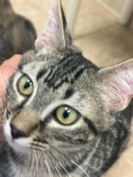 Rescue Domestic Short Hair Cats for Adoption in Grand Junction, Colorado - Hewlett | PetCurious