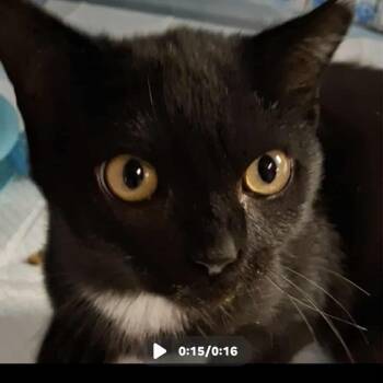 Rescue Domestic Short Hair Cats for Adoption in Fairfax, Virginia - Swede | PetCurious