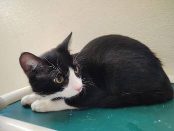 Figaro -  Domestic Short Hair Cat Available for Adoption in Mena, Arkansas - Figaro | PetCurious