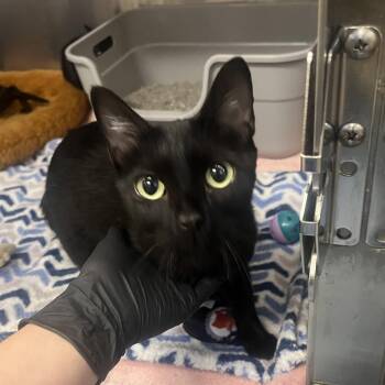 Sparkle -  Domestic Short Hair Cat for Adoption in Oak Brook, Illinois - Sparkle | PetCurious