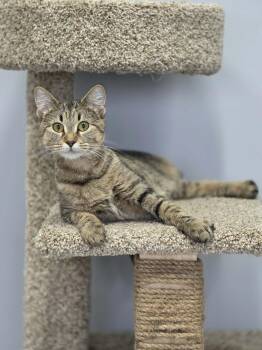 Señora -  Domestic Short Hair Cat for Adoption in Blaine, Minnesota - Señora | PetCurious