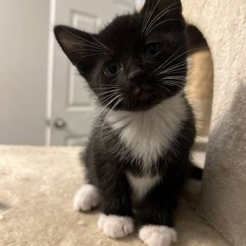 Rescue Domestic Short Hair Cats for Adoption in North Branford, Connecticut - 25-200 Cherry | PetCurious