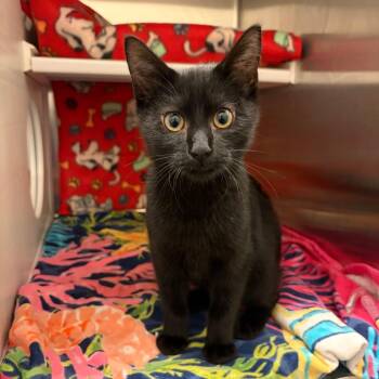 Batman -  Domestic Short Hair Cat for Adoption in Council Bluffs, Iowa - Batman | PetCurious