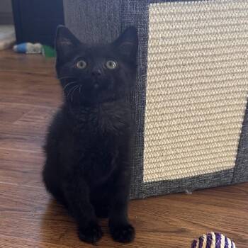 Domestic Short Hair Cats Available for Adoption in Williston, Florida - Cabomba | PetCurious