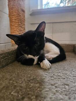 Riley -  Domestic Short Hair Cat for Adoption in Ontario, California - Riley | PetCurious