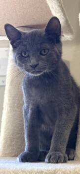 Bear -  Domestic Short Hair Cat for Adoption in Scottsdale, Arizona - Bear | PetCurious