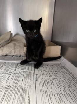 Rescue Domestic Short Hair Cats for Adoption in Stockton, California - BOGART BLUE COLLAR | PetCurious