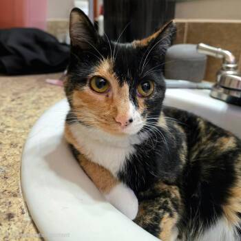 Mako -  Domestic Short Hair Cat for Adoption in Fort Worth, Texas - Mako | PetCurious
