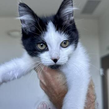 Nuclear -  Domestic Short Hair Cat for Adoption in Matteson, Illinois - Nuclear | PetCurious