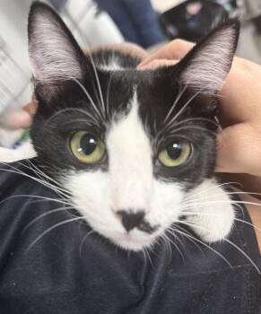 Reagan (Love me, Hold me...) -  Domestic Short Hair and Tuxedo Cat for Adoption in Houston, Texas - Reagan (Love Me, Hold Me...) | PetCurious