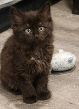 Fluffy -  Domestic Medium Hair Cat for Adoption in Campbell, California - Fluffy | PetCurious