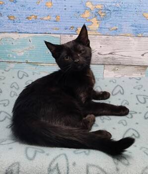 Rescue Domestic Short Hair Cats for Adoption in Washington Court House, Ohio - Carol | PetCurious