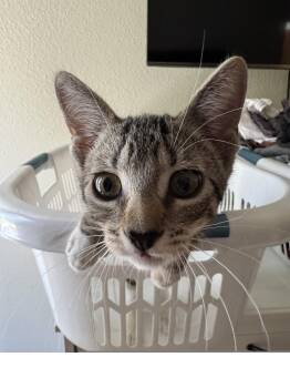 Bubbles -  Domestic Short Hair Cat for Adoption in Roseville, California - Bubbles | PetCurious