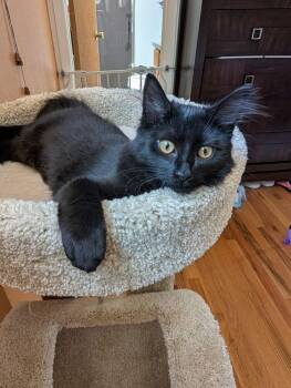 Raven3 -  Domestic Medium Hair Cat for Adoption in Littleton, Colorado - Raven3 | PetCurious