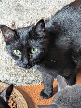 Rescue Domestic Short Hair Cats for Adoption in Abbotsford, British Columbia - Izzie | PetCurious