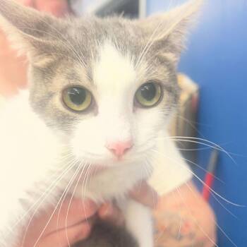 Domestic Short Hair Cats Available for Adoption - Jenny | PetCurious