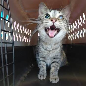FREYA -  Domestic Short Hair Cat for Adoption - FREYA | PetCurious