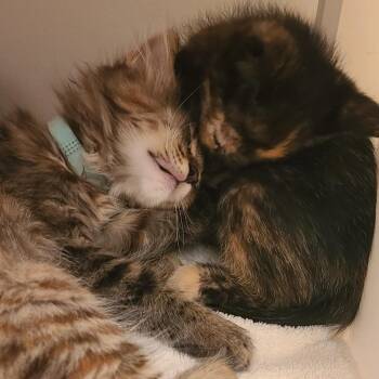 Shaza -  Domestic Short Hair Cat for Adoption in Nashville, Tennessee - Shaza | PetCurious