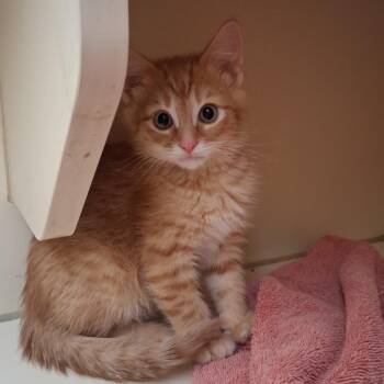 Domestic Medium Hair Cats Available for Adoption in Dayton, Ohio - Indigo | PetCurious