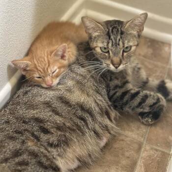 Tiger -  Domestic Short Hair Cat for Adoption in Long Beach, California - Tiger | PetCurious