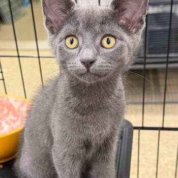 Romeo -  Domestic Short Hair Cat for Adoption in Cowlesville, New York - Romeo | PetCurious