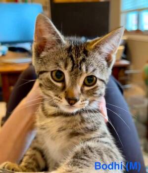 Domestic Short Hair Cats Available for Adoption in West Peoria, Illinois - Bodhi B. (black Collar) | PetCurious
