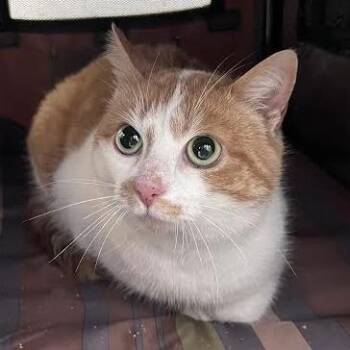 Domestic Short Hair Cats Available for Adoption - Vivian | PetCurious