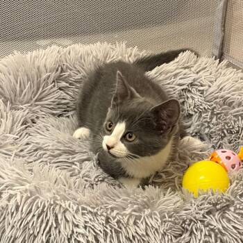 Stevie -  Domestic Short Hair Cat for Adoption - Stevie | PetCurious