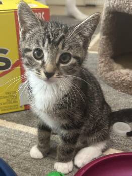 Indy Jones -  Domestic Short Hair Cat Available for Adoption - Indy Jones | PetCurious