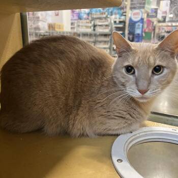 American Shorthair Cats Available for Adoption - Freddy | PetCurious