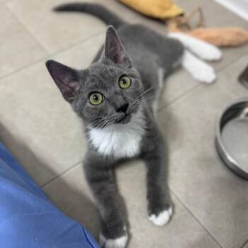 Messi -  Domestic Short Hair Cat for Adoption in Keizer, Oregon - Messi | PetCurious