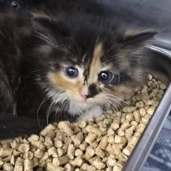 Flop 26-0391 -  Domestic Short Hair Cat for Adoption in Yanceyville, North Carolina - Flop 26-0391 | PetCurious