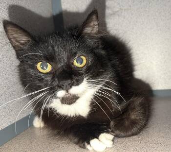 Angela -  Domestic Short Hair Cat for Adoption in Hudson, New York - Angela | PetCurious