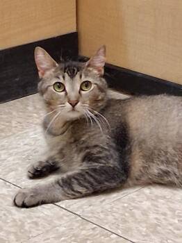 Domestic Short Hair and Tabby Cats Available for Adoption in Cuyahoga Falls, Ohio - Wanda Wiggles @ Medina Petsmart | PetCurious