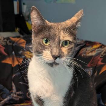 Domestic Short Hair Cats Available for Adoption - Bunny | PetCurious