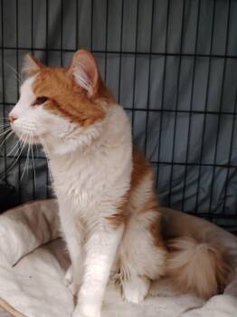 Shelby -  Domestic Long Hair Cat for Adoption in New Bedford, Massachusetts - Shelby | PetCurious