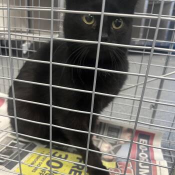 Domestic Short Hair Cats Available for Adoption - Jenny | PetCurious