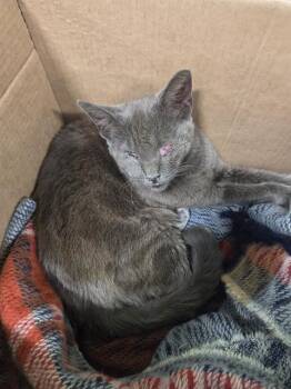 FALAFEL -  Domestic Short Hair Cat for Adoption in Louisville, Kentucky - FALAFEL | PetCurious