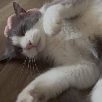Reign -  Domestic Short Hair Cat for Adoption in Johnstown, Pennsylvania - Reign | PetCurious