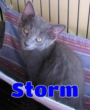 5493 Storm -  Russian Blue Cat for Adoption in Lawrenceburg, Kentucky - 5493 Storm | PetCurious