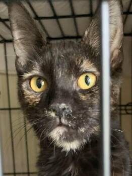 Rescue Domestic Short Hair Cats for Adoption in Santa Clara, California - Phoebe | PetCurious