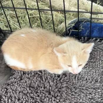 Tomato -  Domestic Short Hair Cat for Adoption in Monroe, Michigan - Tomato | PetCurious