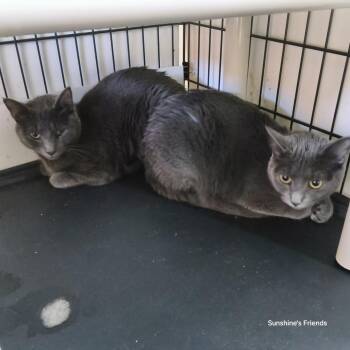 Shadow -  Domestic Short Hair Cat for Adoption in Jessup, Maryland - Shadow | PetCurious