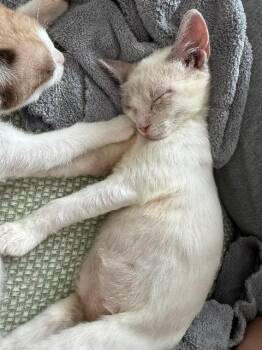 Star -  Siamese Cat for Adoption in New Braunfels, Texas - Star | PetCurious