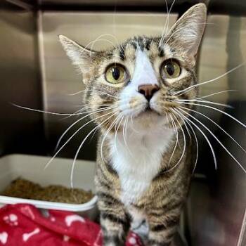 Ocala -  American Shorthair Cat for Adoption in Bethel, Connecticut - Ocala | PetCurious