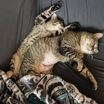 Tabby and Domestic Short Hair Cats Available for Adoption - Tonita (bonded With Winky) | PetCurious