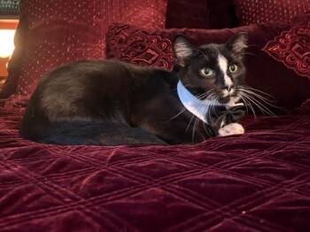 SAMMY -  Domestic Short Hair Cat for Adoption in Northfield, Ohio - SAMMY | PetCurious