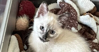 Rescue Siamese Cats for Adoption in Richardson, Texas - Starburst | PetCurious