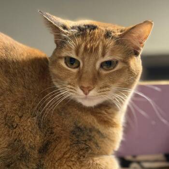 Domestic Short Hair Cats Available for Adoption - Calita | PetCurious