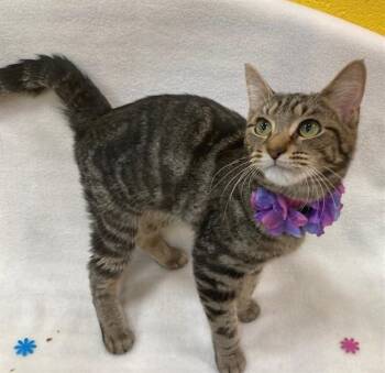 BERGEN -  Domestic Short Hair Cat for Adoption - BERGEN | PetCurious